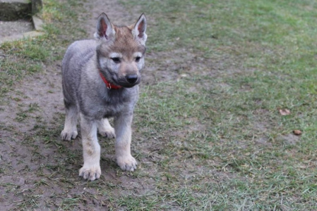 Corrin Grapa's shadow