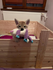 Aras Marv Wolf Elite