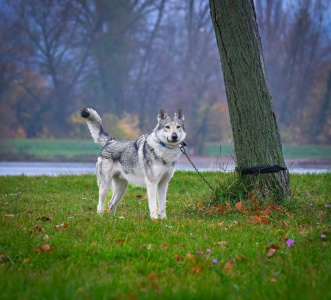 Aristos Vlci z Malých Karpát