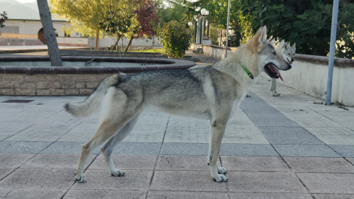 Azulema Lupi del basileus