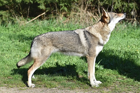 Calia Akira Aeghyra