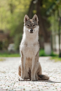 Urals wolf Wishera