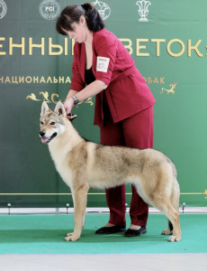 Urals wolf Wishera