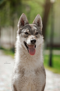 Urals wolf Wishera