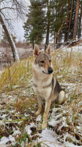 Halvar The Guardian of The Rock -Ludmila Vysoven-