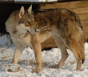 Crying Wolf Dalibor