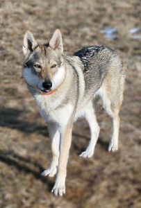 Rusalka Lupus Ardor