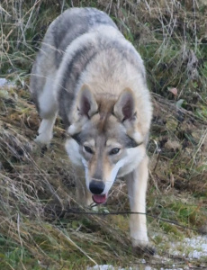 Rusalka Lupus Ardor