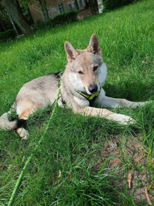 Myślibór Raspberry Wolf