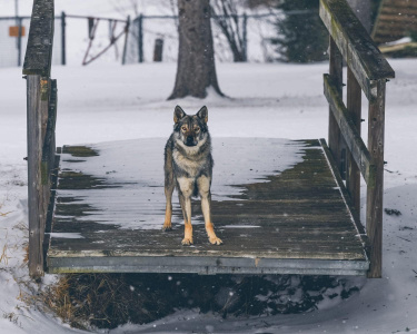 Briar Strážca Vegvisiru