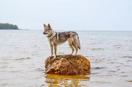 Briar Strážca Vegvisiru
