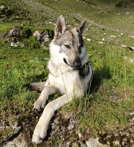 Grimnir Grå von Isegrims Erben