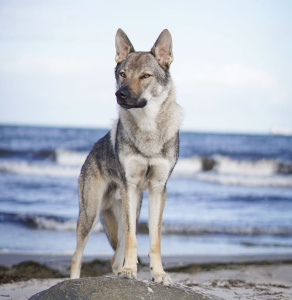 Graviton Ilos von Isegrims Erben