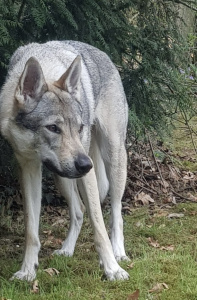 Greyla Lupa von Isegrims Erben