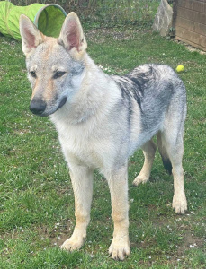 Guernsey Ayla von Isegrims Erben