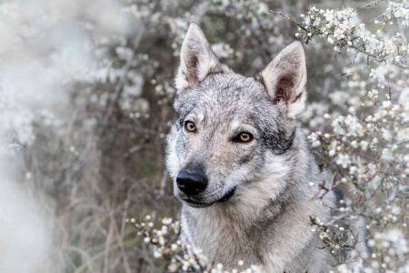 Terlurys Valkaria des Loups d'Amarok