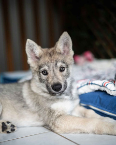 Terlurys Valkaria des Loups d'Amarok