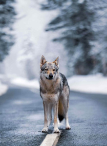 Terlurys Valkaria des Loups d'Amarok