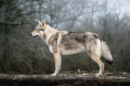 Terlurys Valkaria des Loups d'Amarok