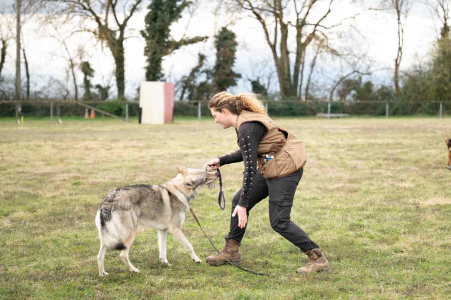 Terlurys Valkaria des Loups d'Amarok