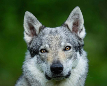 Terlurys Valkaria des Loups d'Amarok