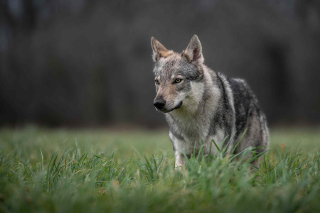 Terlurys Valkaria des Loups d'Amarok