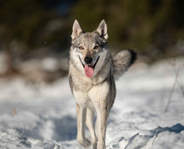 Terlurys Valkaria des Loups d'Amarok