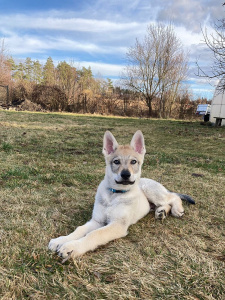 Pharoah Amaterasu z Molu Es