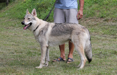 Pharoah Amaterasu z Molu Es