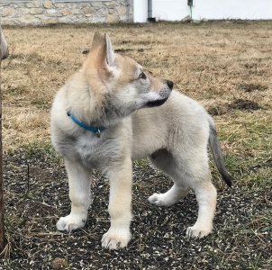 Pharoah Amaterasu z Molu Es