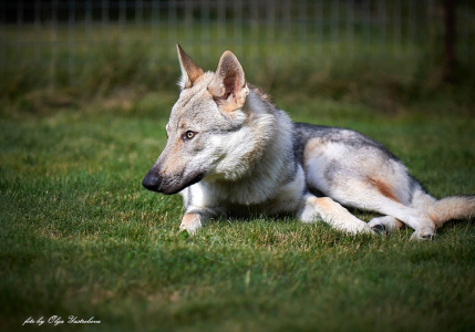 Malahovskiy Volkodav Gray