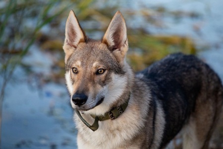 Pokoritel Zari Bonito Lobo Guardian