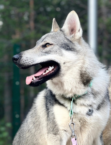 Malahovskiy Volkodav Deyneris