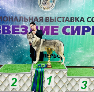 Malahovskiy Volkodav Deyneris