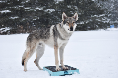 Sköllvlk’s Moon On A String