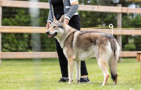 Sköllvlk’s Moon On A String