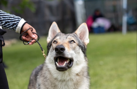 Sköllvlk’s Moon On A String