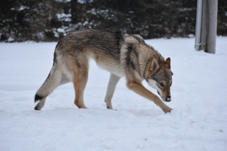 Sköllvlk’s Blood Diamonds
