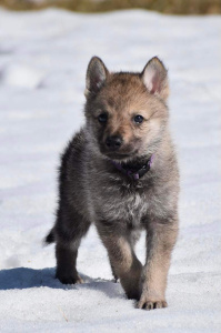 Sköllvlk’s Blood Diamonds