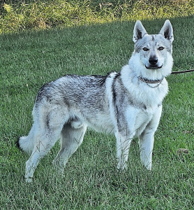 Alwyn Guardian of the Carpathian