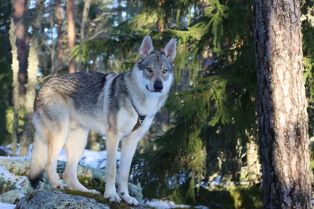 Arctic Karelian Bajkal