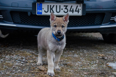 Arctic Karelian Brit