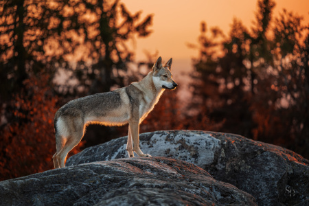 Arctic Karelian Beeta