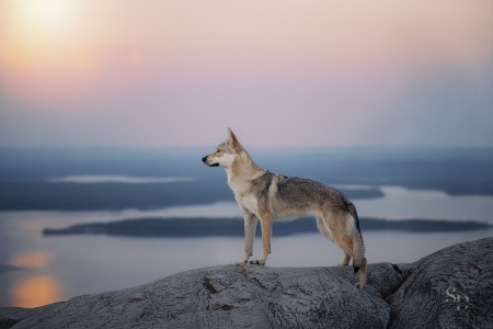 Arctic Karelian Beeta