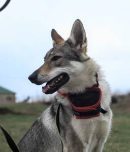 Katsymi Bright Rainbow Light