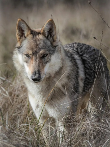 Unohë des Loups d'Amarok