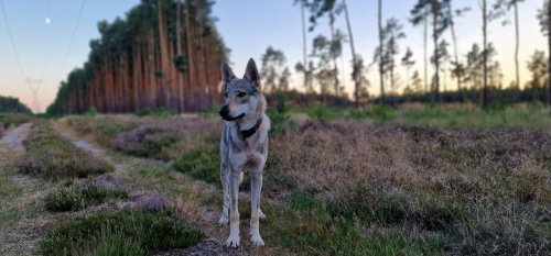 Morro Jurajska Ostoja Wilka