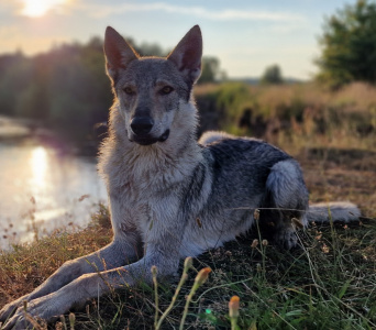 Morro Jurajska Ostoja Wilka