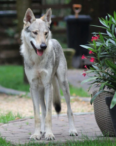 Maximus Jurajska Ostoja Wilka