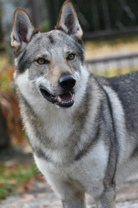 Marracash dei Serlupi